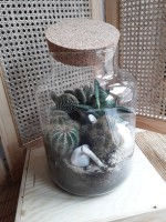 7 - Bonbonne de plantes 80.jpg