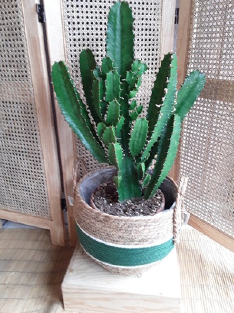 8 - Cactus western 100.jpg
