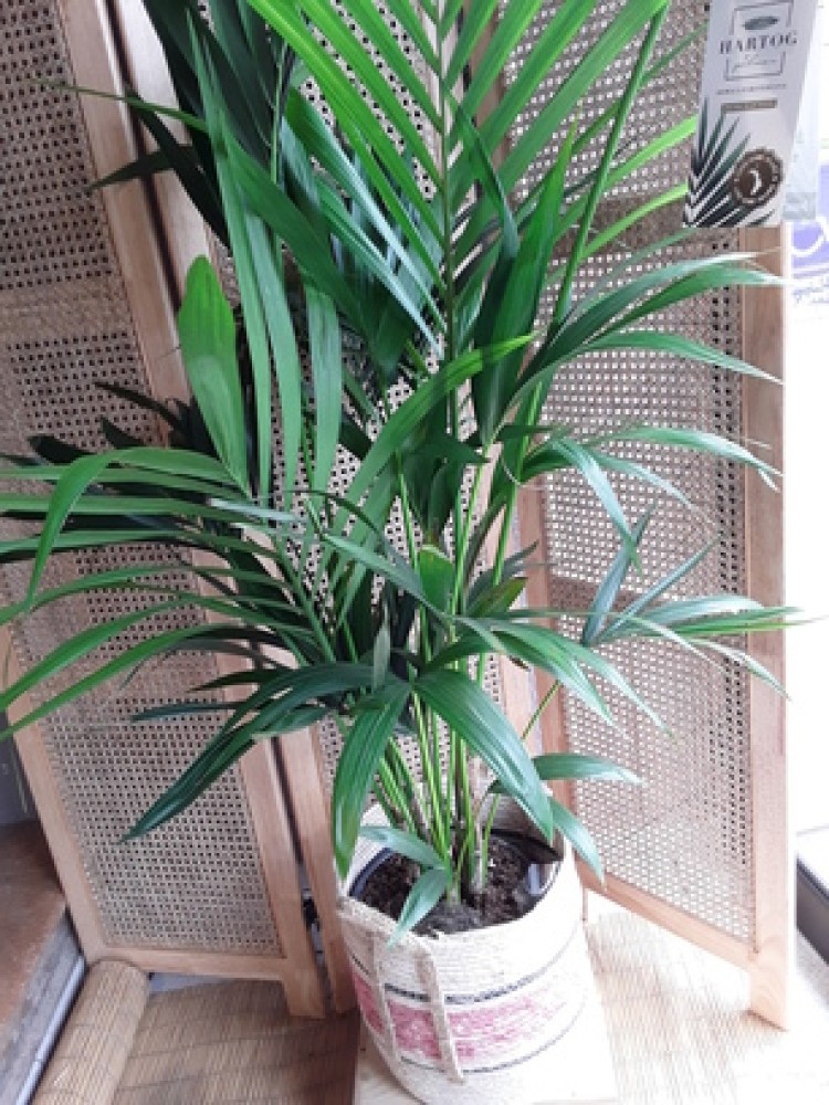 9 - Plante verte GM 100.jpg