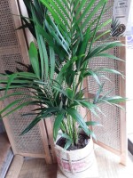 9 - Plante verte GM 100.jpg