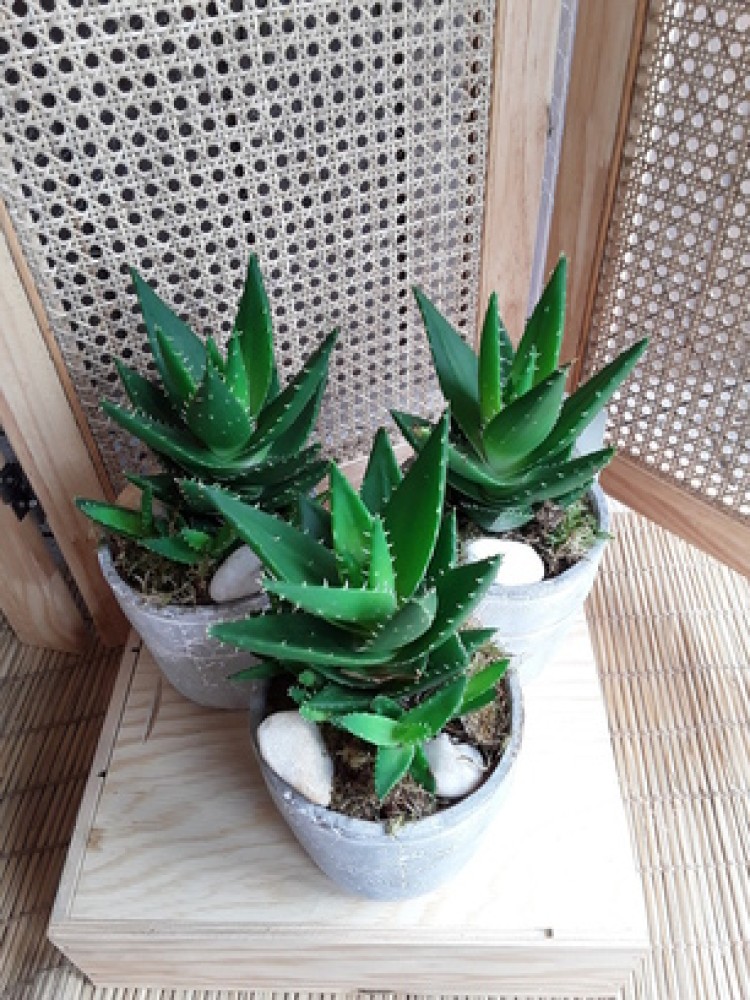 1 - Pot de plantes grasses 20.jpg