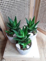 1 - Pot de plantes grasses 20.jpg