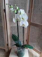 4 - Phalenopsis et son cache-pot 40.jpg