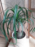 5 - Plante verte taille moyenne 40.jpg